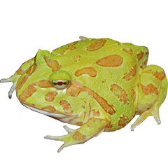 Lime Albino Pacman